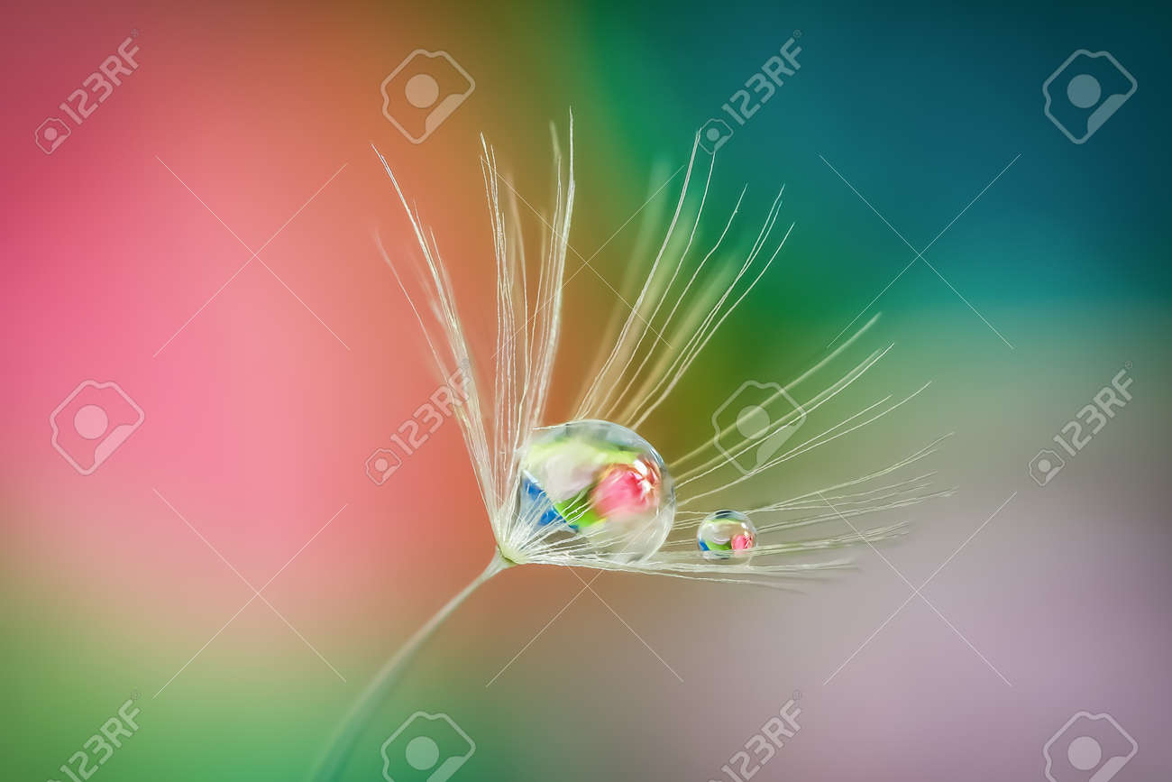 Close up shot of Dandelion holding water droplet - 163207449 Close up shot of Dandelion holding water droplet - 163207449