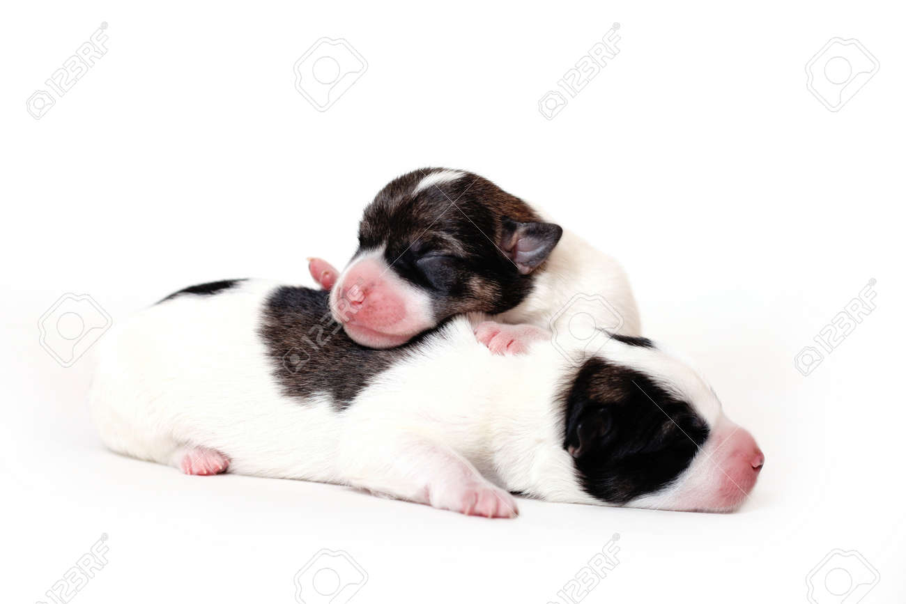 newborn papillon puppies
