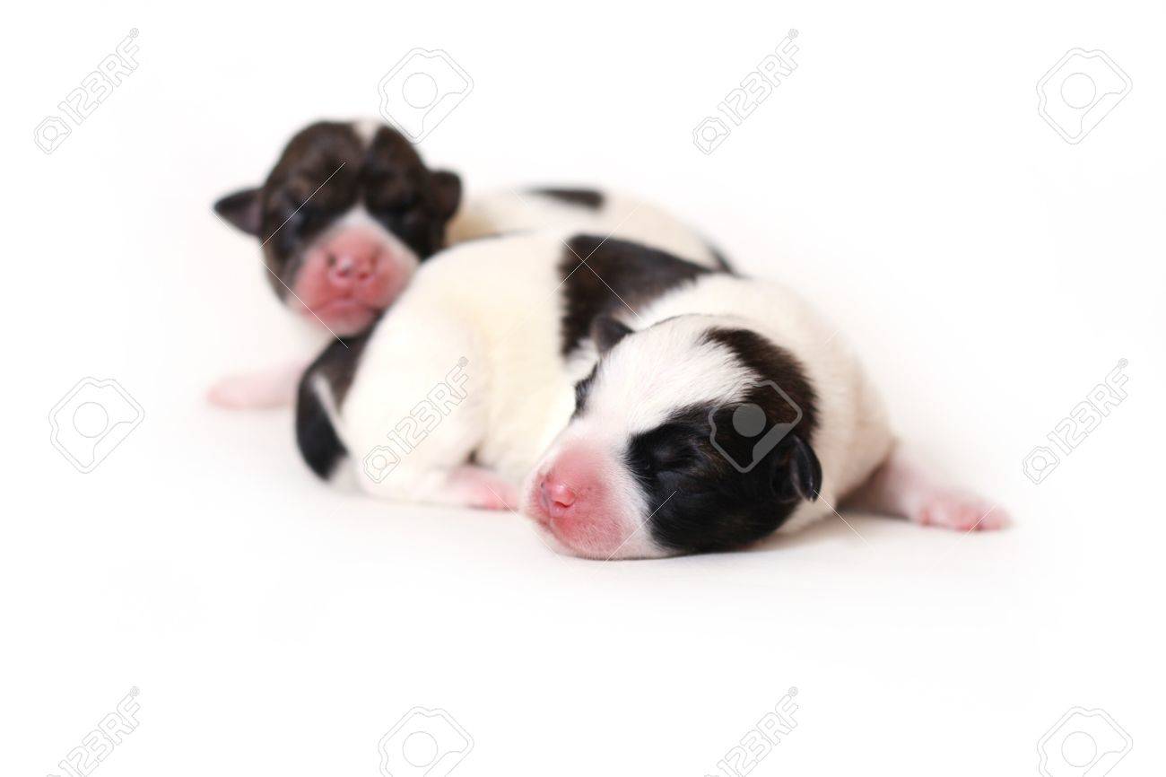 newborn papillon puppies