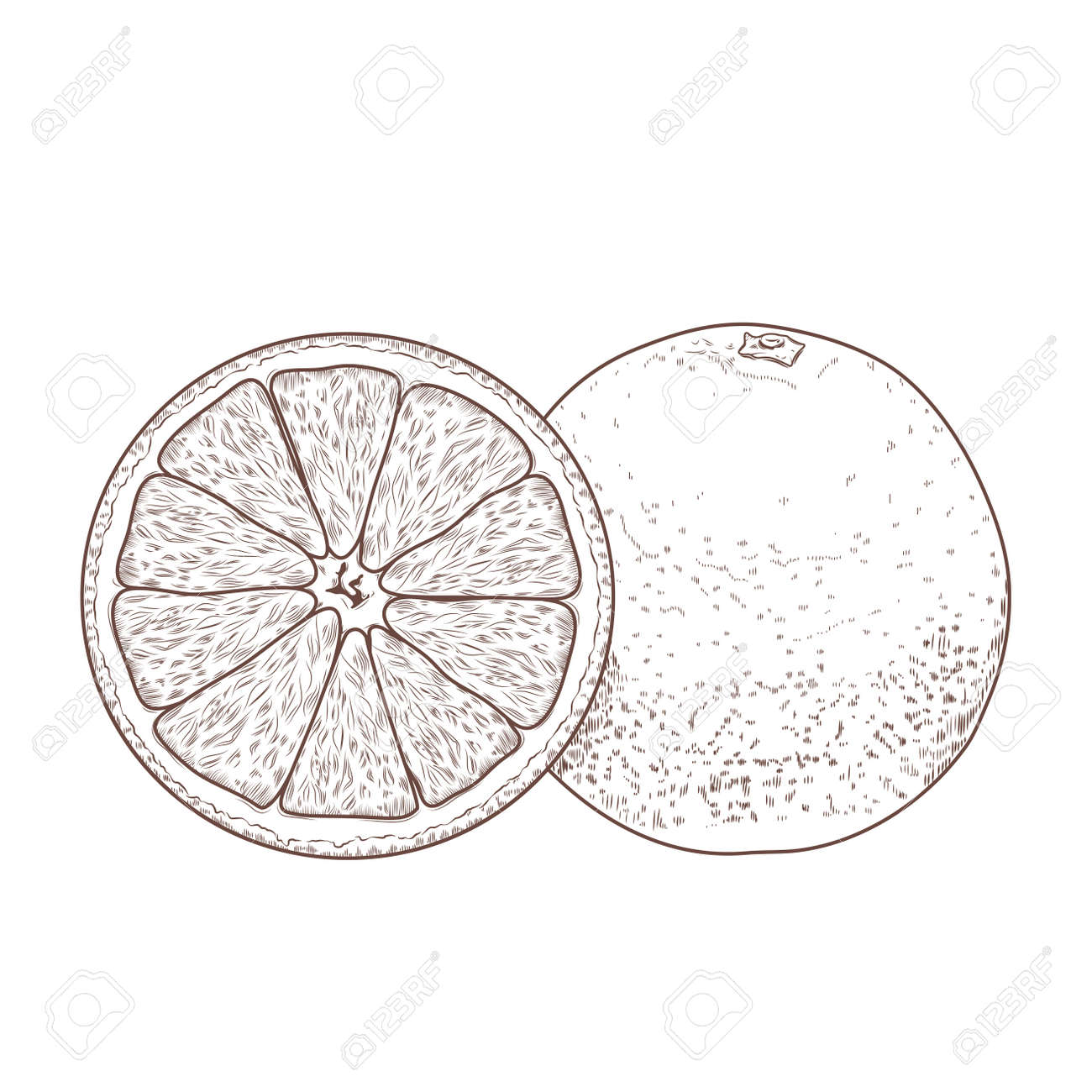 Sliced Orange Fruits Isolated On A White Background Hand Drawn Line Art Retro Design Vector Illustration Royalty Free Cliparts Vectors And Stock Illustration Image