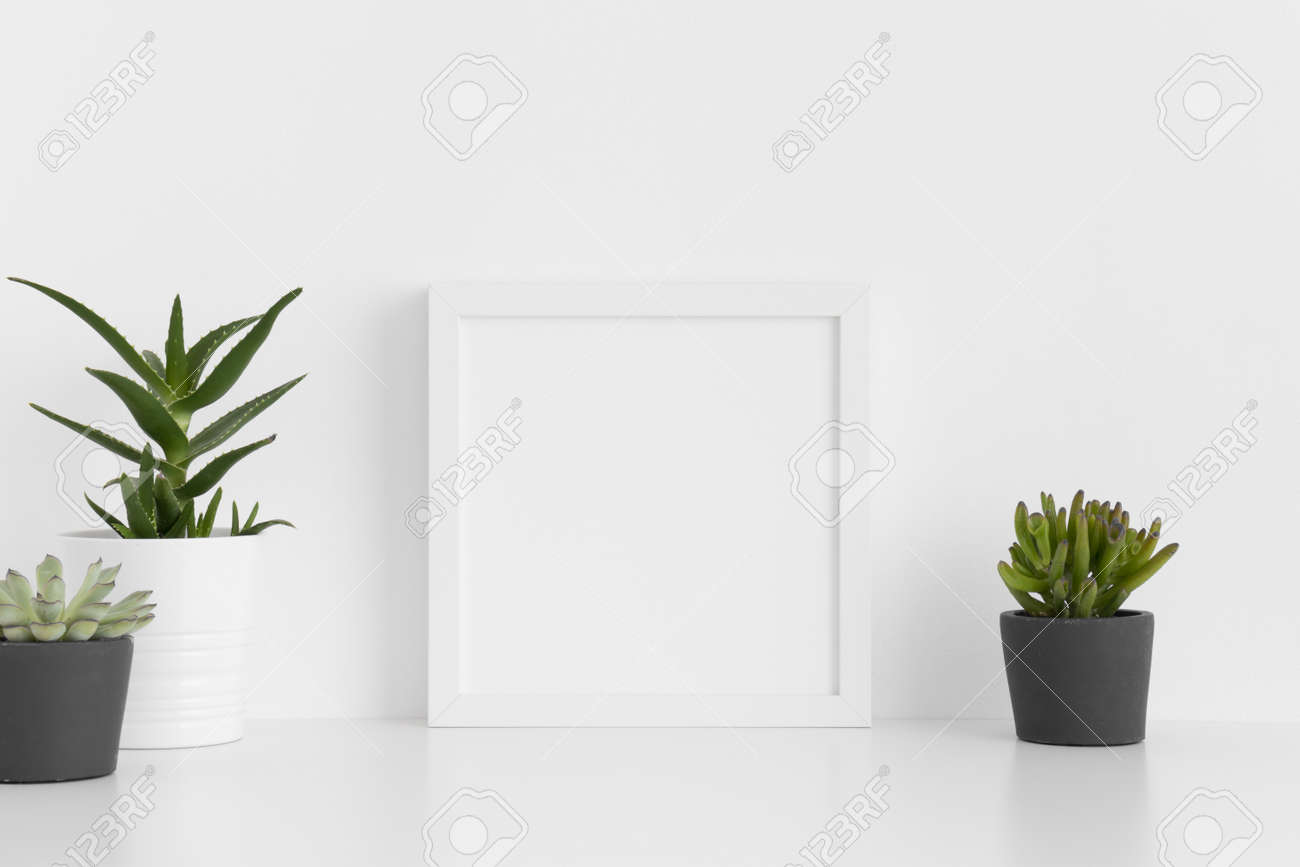 Download White Square Frame Mockup With A Various Types Of Succulent Plants Stock Photo Picture And Royalty Free Image Image 152357899