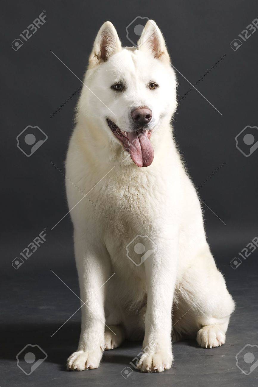 all black akita puppy