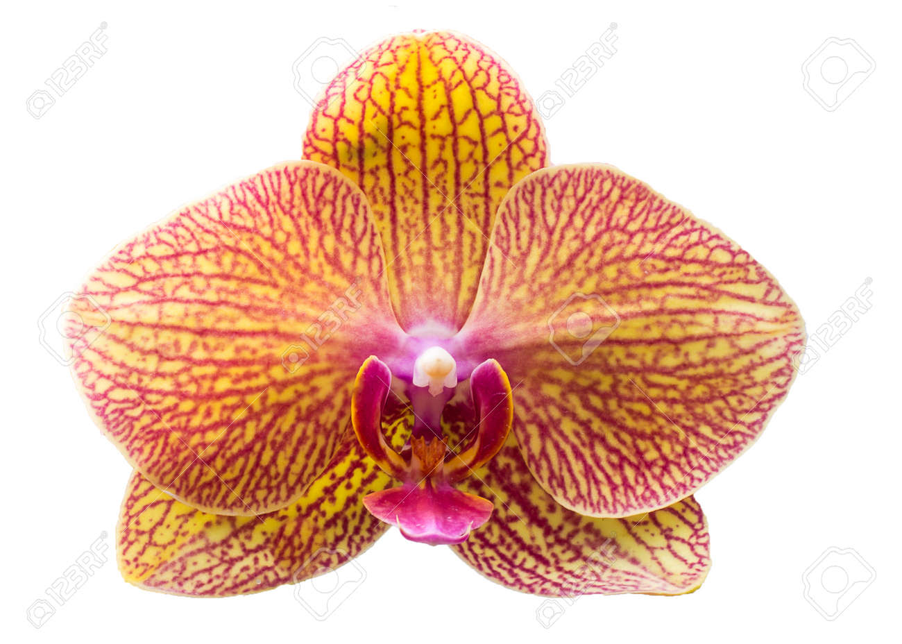 etiam-dictum-ipsum-a-felis