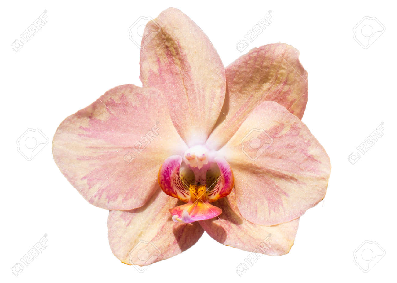 etiam-dictum-ipsum-a-felis