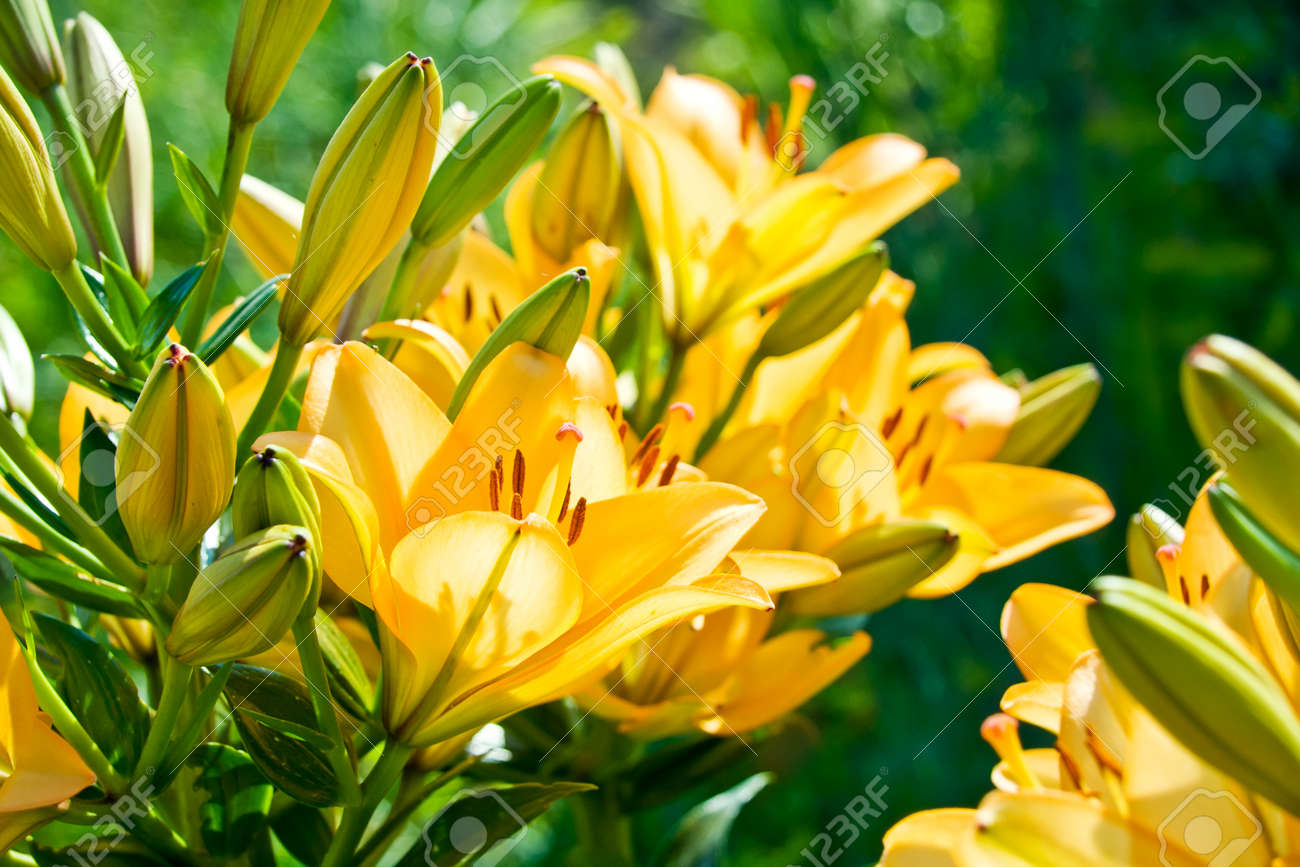 開いた花とつぼみのオレンジ色の庭ユリ の写真素材 画像素材 Image
