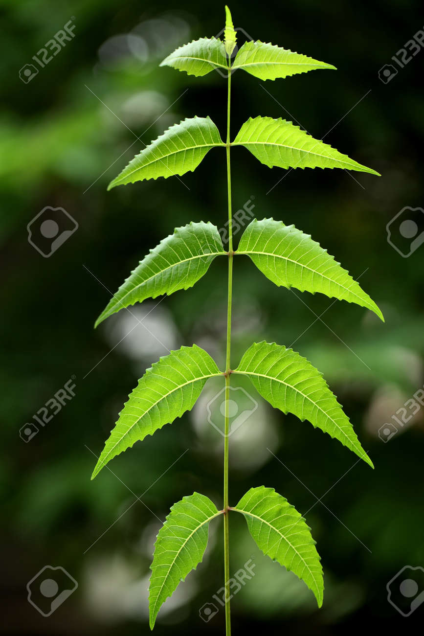 ニーム葉 Azadirachta インディカ 薬用植物 の写真素材 画像素材 Image