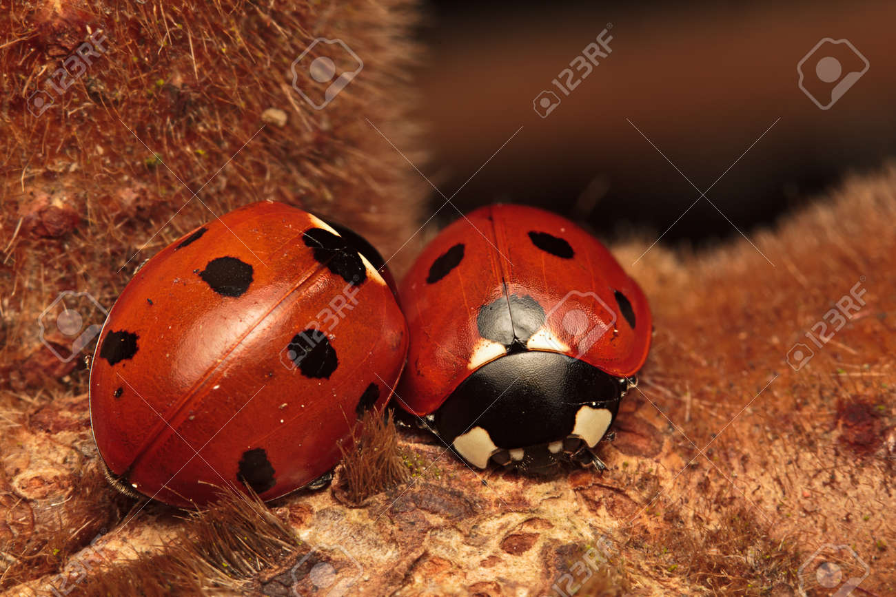 いろいろ テントウムシ 画像 てんとう虫 画像