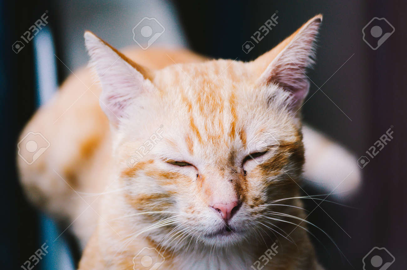 etiam-dictum-ipsum-a-felis