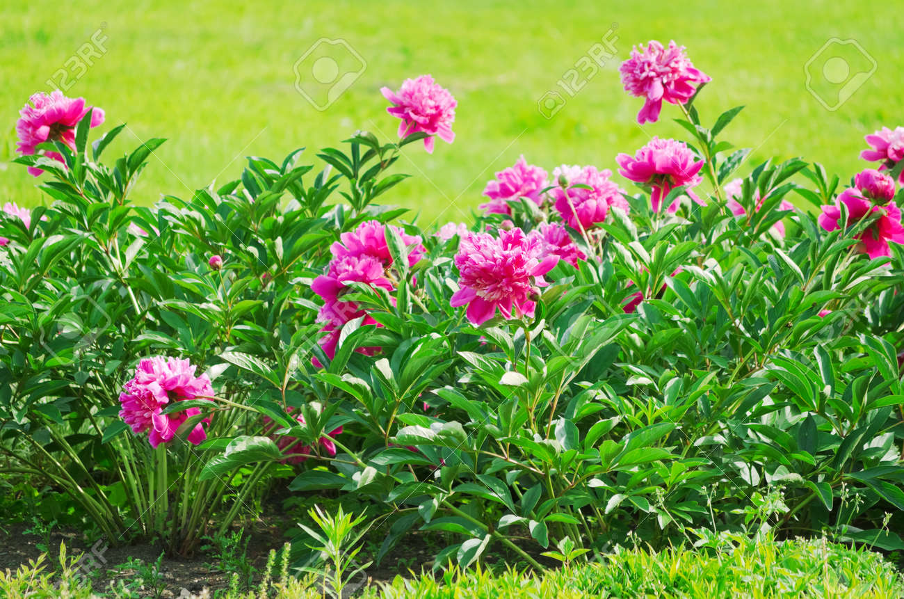 日当たりの良い芝生に牡丹の花のベッド の写真素材 画像素材 Image