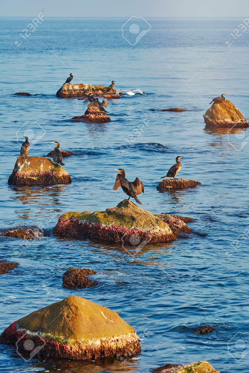 Double Crested Cormorants On Rocks In The Black Sea Stock Photo Picture And Royalty Free Image Image 94387797
