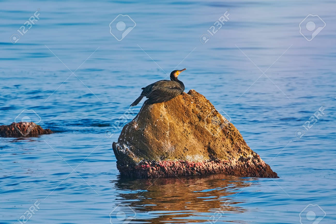 Double Crested Cormorant On Rock In The Black Sea Stock Photo Picture And Royalty Free Image Image 94388115