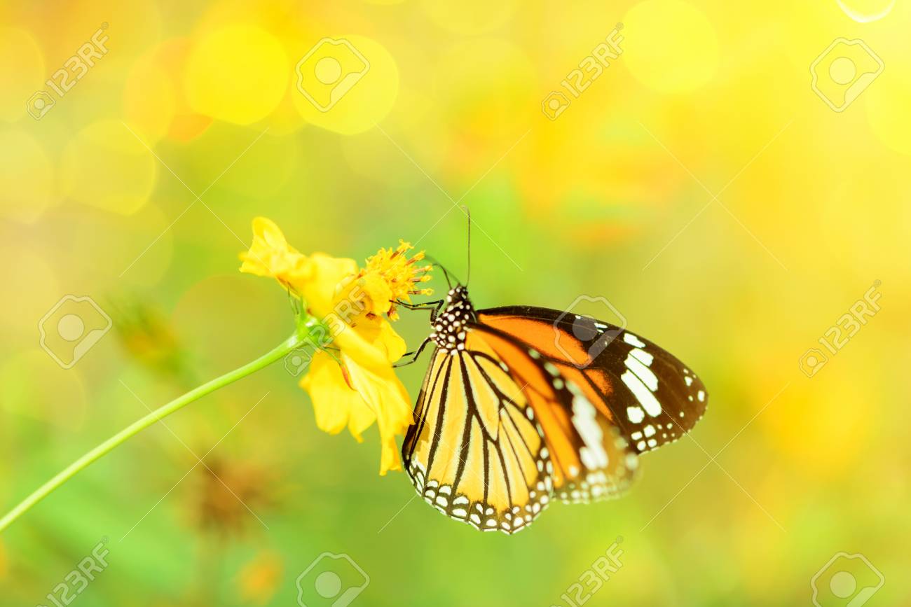 朝自然に蝶飛ぶ の写真素材 画像素材 Image