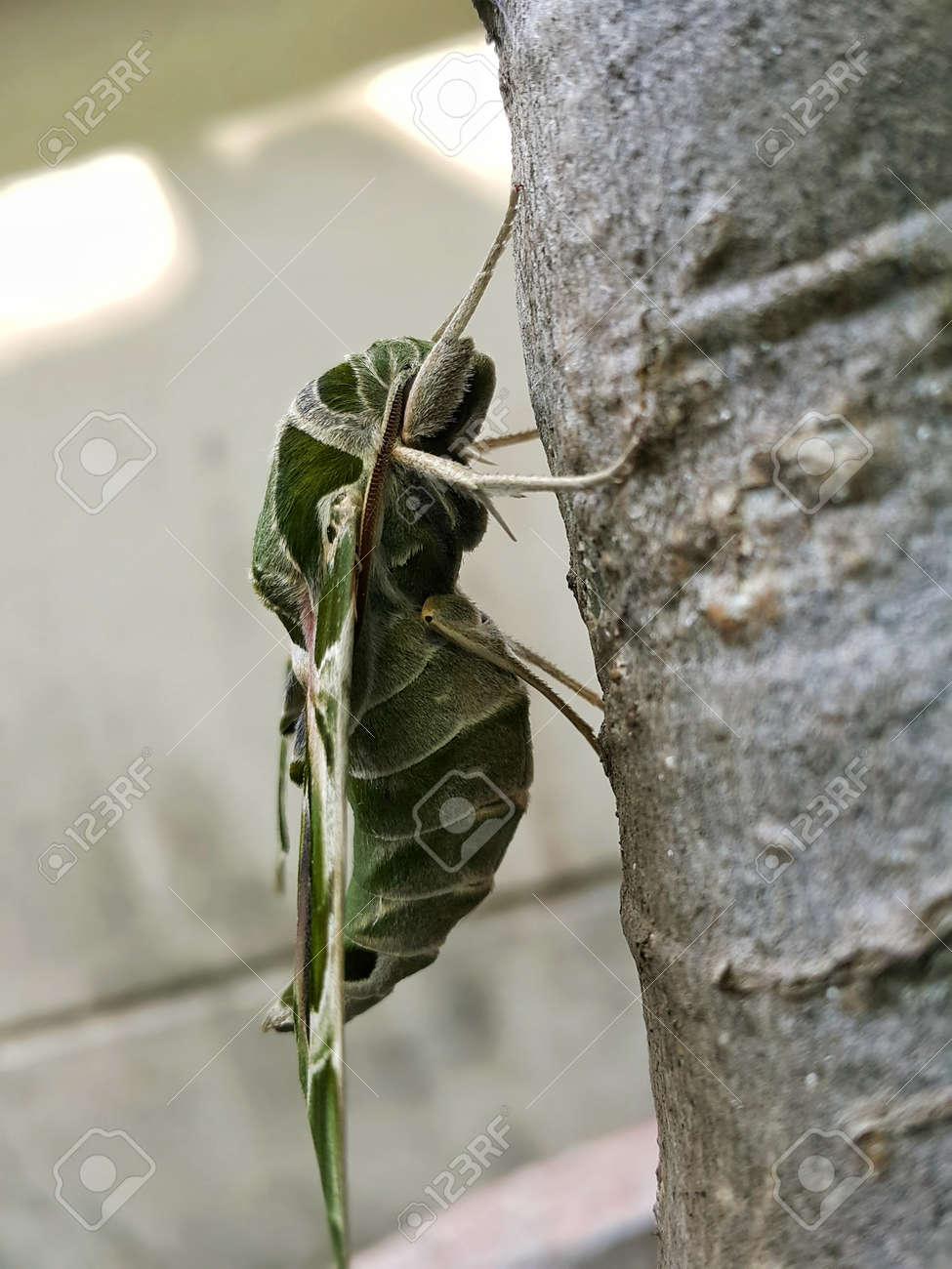 etiam-dictum-ipsum-a-felis