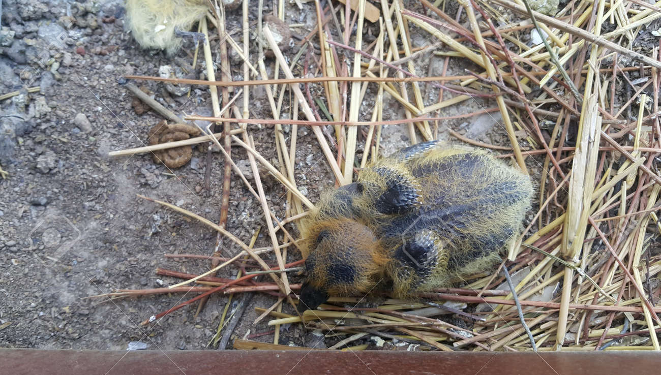newborn pigeon