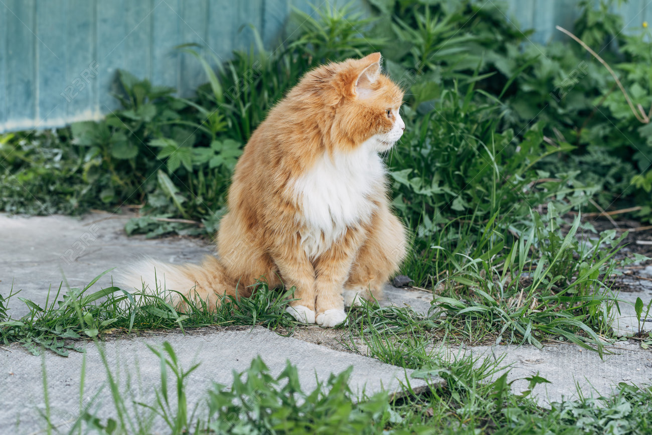 etiam-dictum-ipsum-a-felis