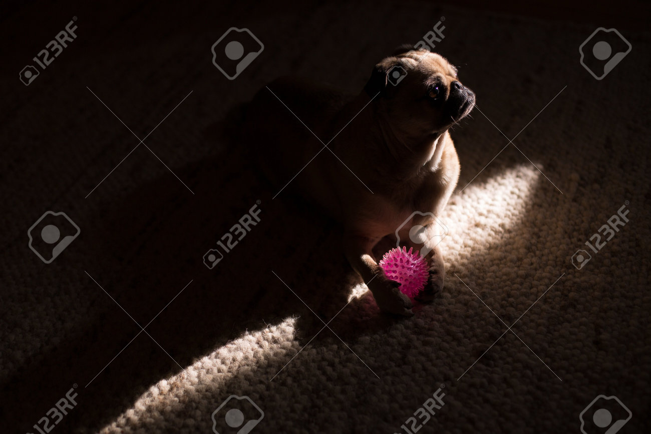 etiam-dictum-ipsum-a-felis