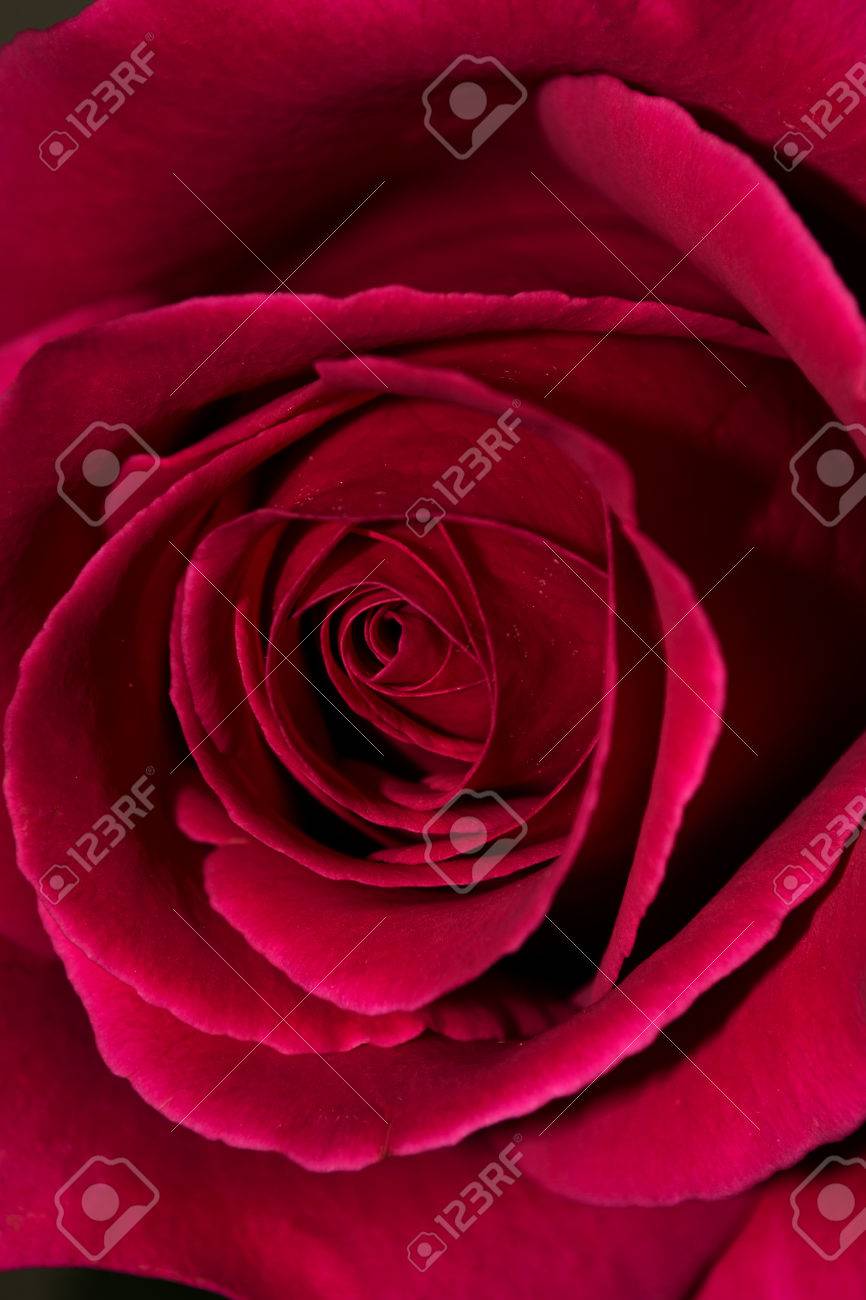 赤いバラ クローズ アップ スカーレット ローズ 花の背景 の写真素材 画像素材 Image