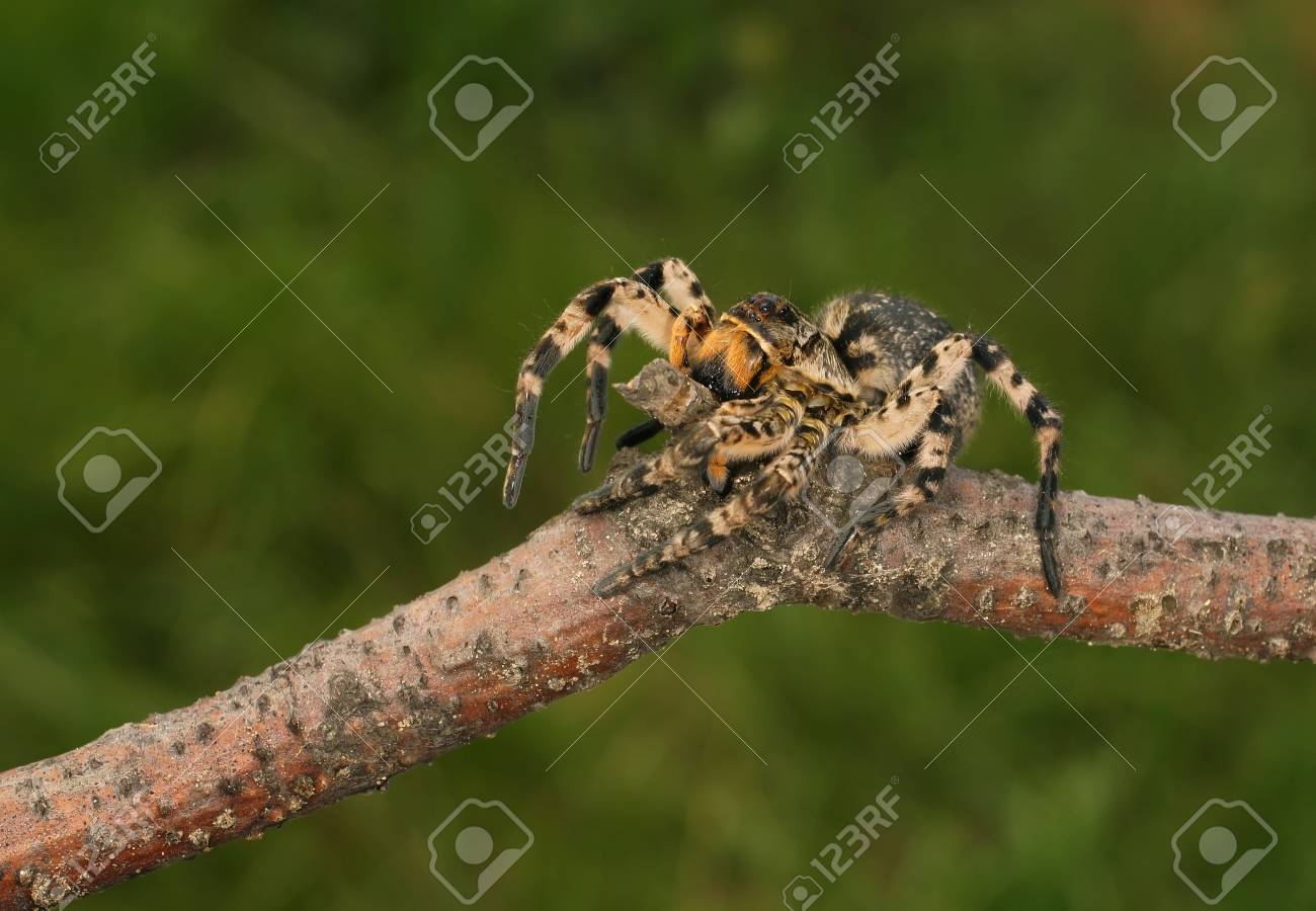 etiam-dictum-ipsum-a-felis