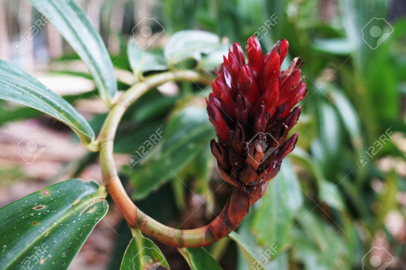 Fleurs Exotiques Rouges En Thaïlande