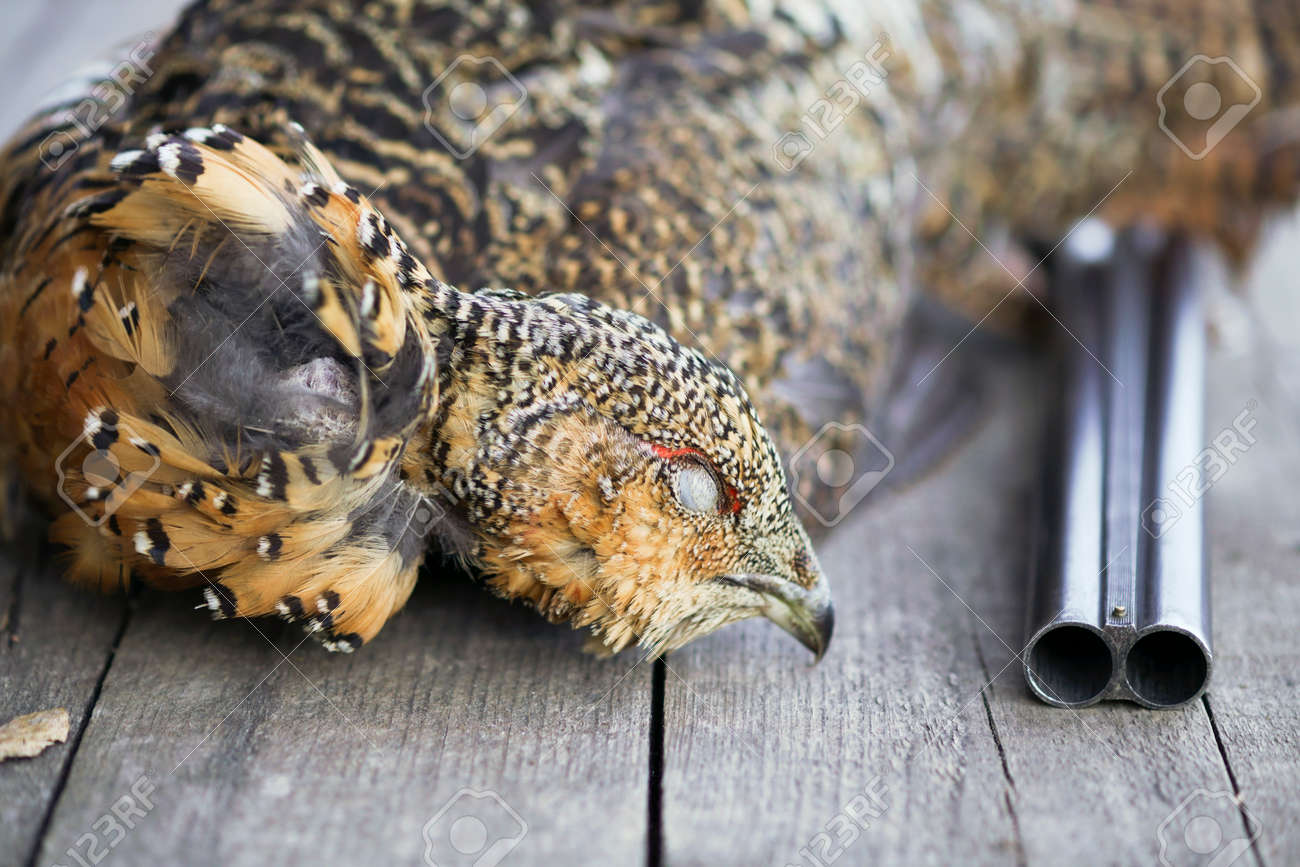 Un Chasseur De Pistolet A Tué Loiseau Le Grand Tétras Sur Fond En Bois