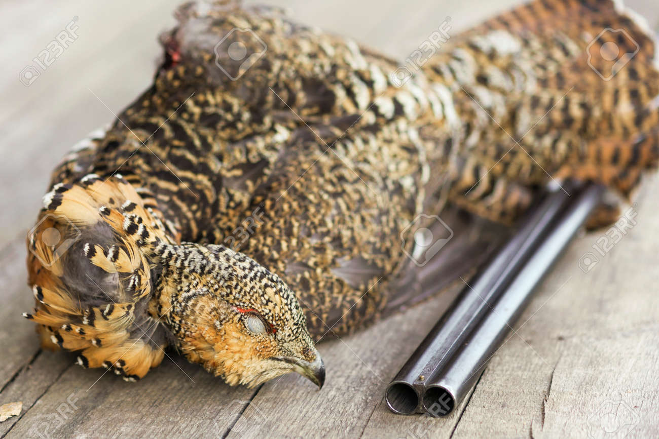 Un Chasseur De Pistolet A Tué Loiseau Le Grand Tétras Sur Fond En Bois