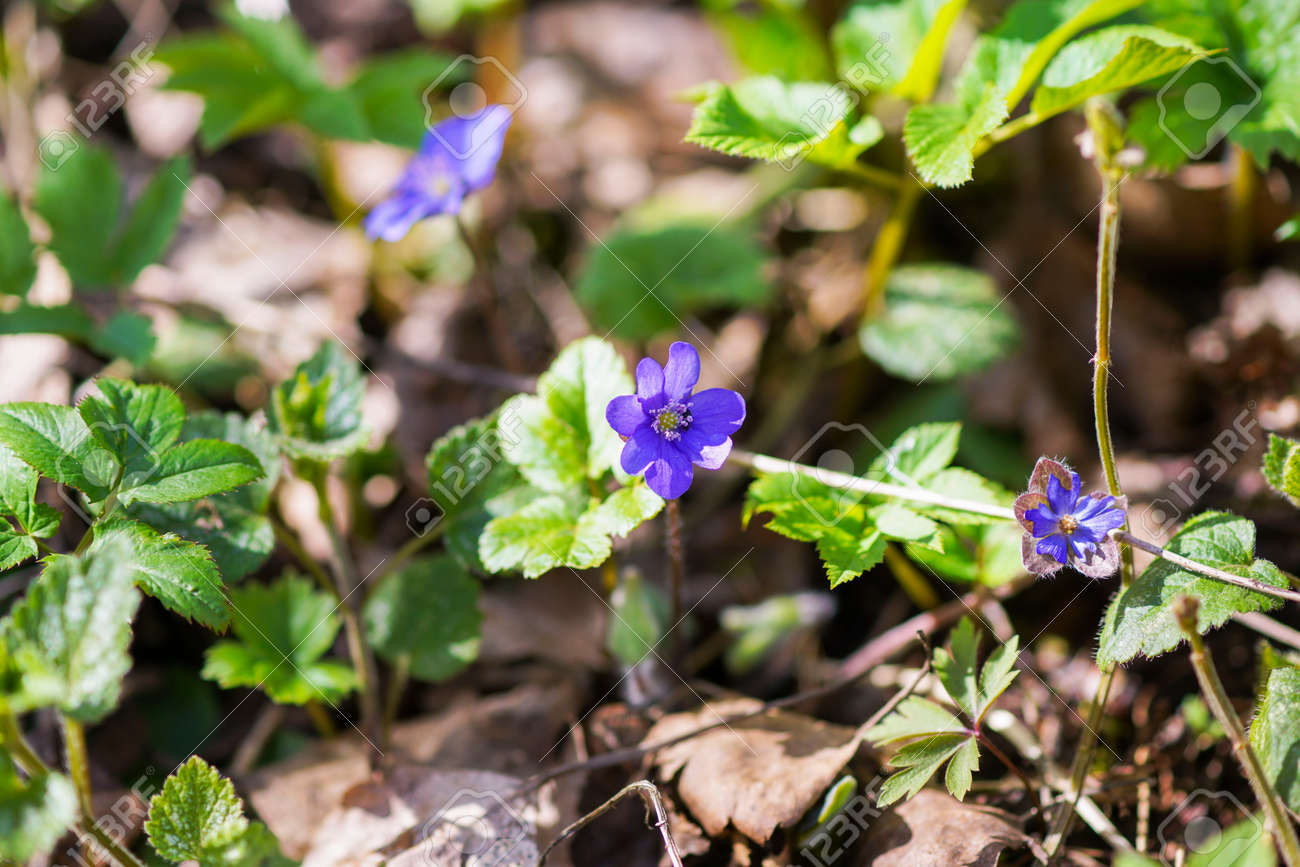 フォレスト内の最初の春の青い花 の写真素材 画像素材 Image