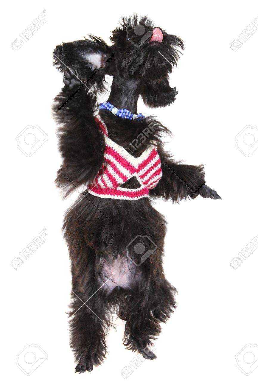 Petit Chien Le Nom De La Race Pétersbourg Orchidée Sur Fond Blanc