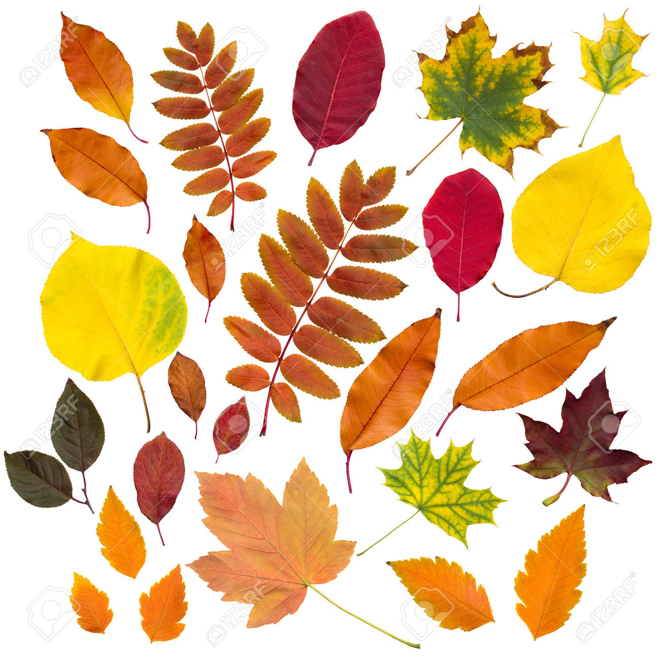 autumn leaves collection isolated on white background - 22379412 autumn leaves collection isolated on white background - 22379412