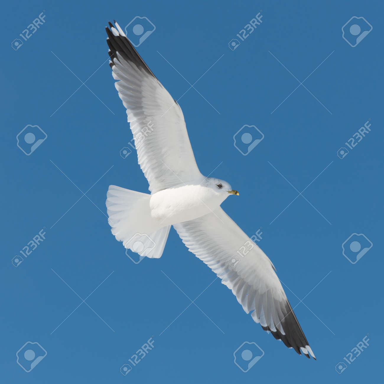 青い空に白い鳥が飛ぶ の写真素材 画像素材 Image
