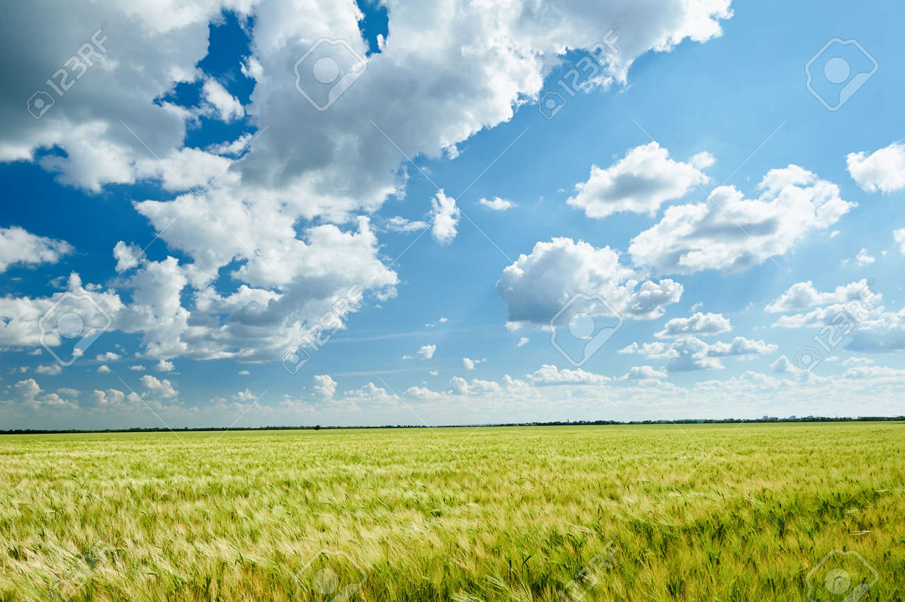 wheat field and blue sky summer landscape - 40832628 wheat field and blue sky summer landscape - 40832628