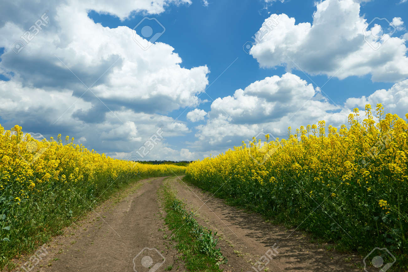黄色の花畑 美しい春の風景 明るく晴れた日 菜種の地上道路 の写真素材 画像素材 Image 黄色の花畑 美しい春の風景 明るく晴れた日 菜種の地上道路 の写真素材 画像素材 Image