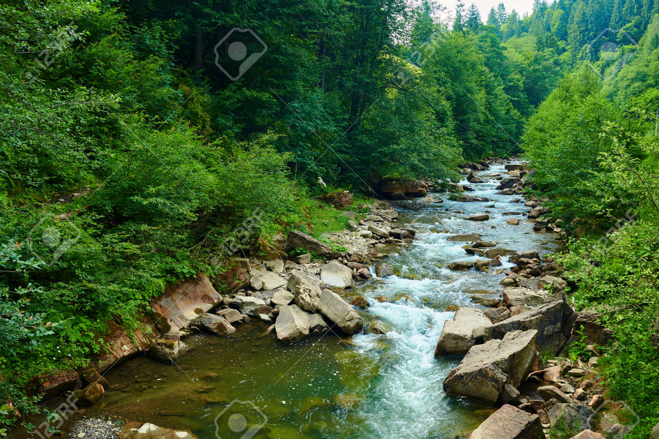 Free Photo Beautiful view of a stream flowing through the green forest