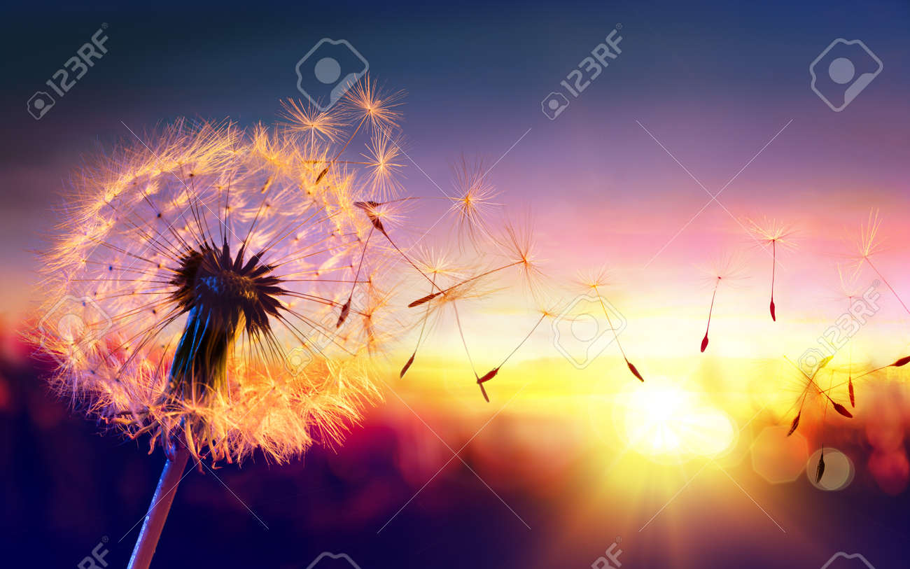 Dandelion To Sunset - Freedom to Wish - 56405108 Dandelion To Sunset - Freedom to Wish - 56405108