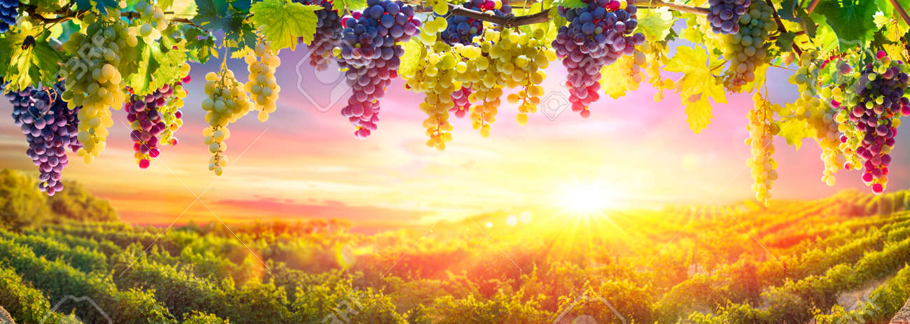 Bunches Of Grapes Hanging Vine Plants With Defocused Vineyard At Sunset - 154842754 Bunches Of Grapes Hanging Vine Plants With Defocused Vineyard At Sunset - 154842754