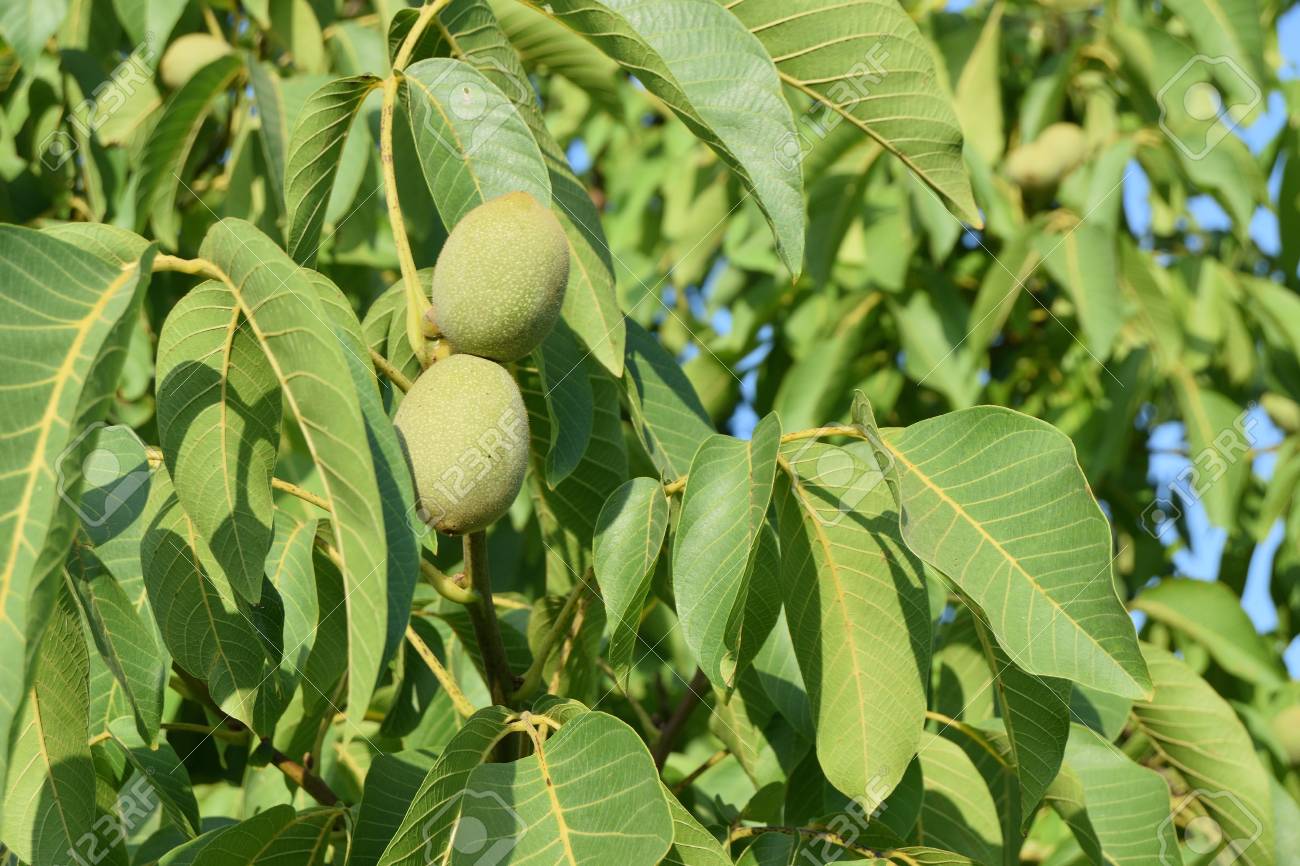close-up of unripe nuts still on the tree - 106549469 close-up of unripe nuts still on the tree - 106549469