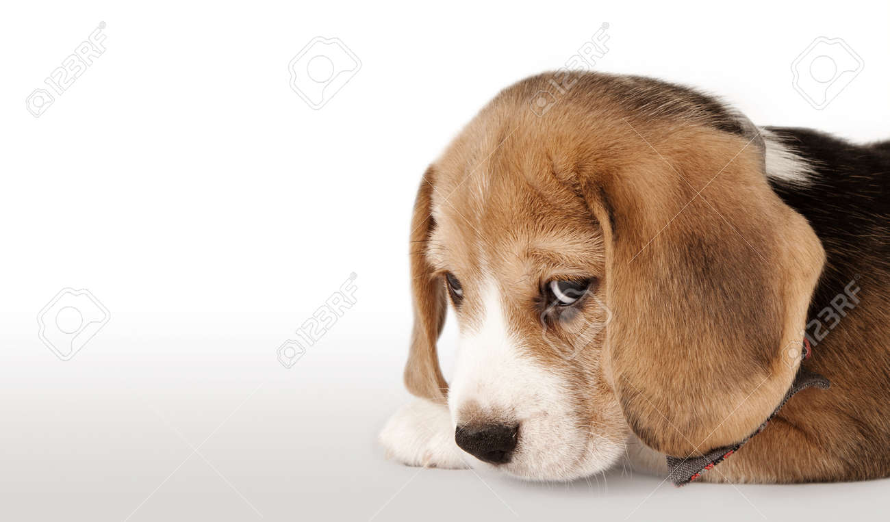 肖像画をすぐにビーグル犬の子犬 の写真素材 画像素材 Image