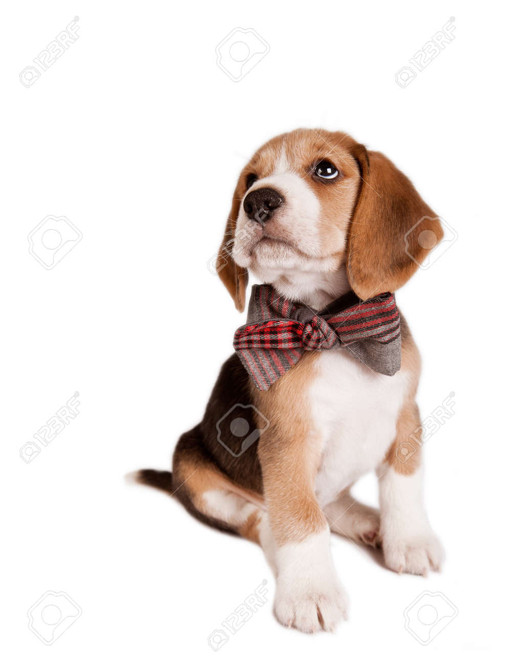 beagle bow tie