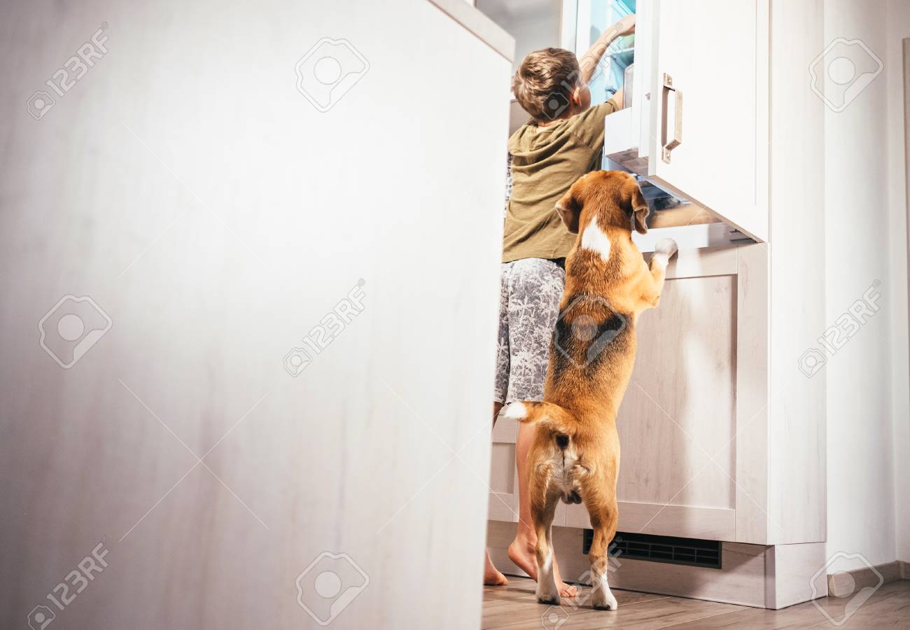Boy and beagle dog look something delicious in refrigerator - 90577278 Boy and beagle dog look something delicious in refrigerator - 90577278