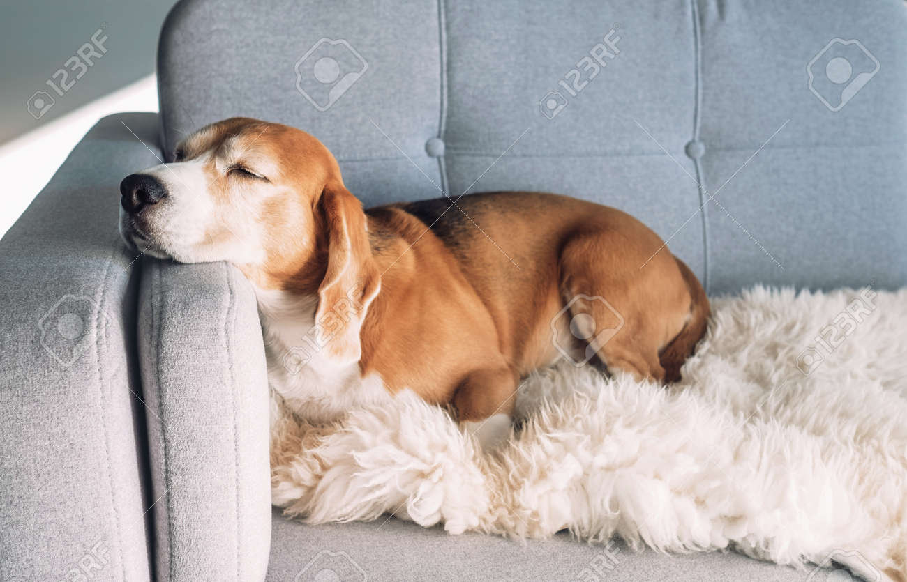 beagle sofa