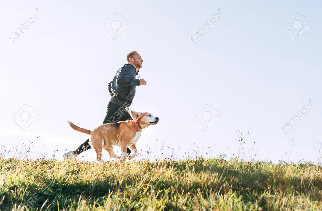 Man runs with his beagle dog. Morning Canicross exercise. - 112309474 Man runs with his beagle dog. Morning Canicross exercise. - 112309474