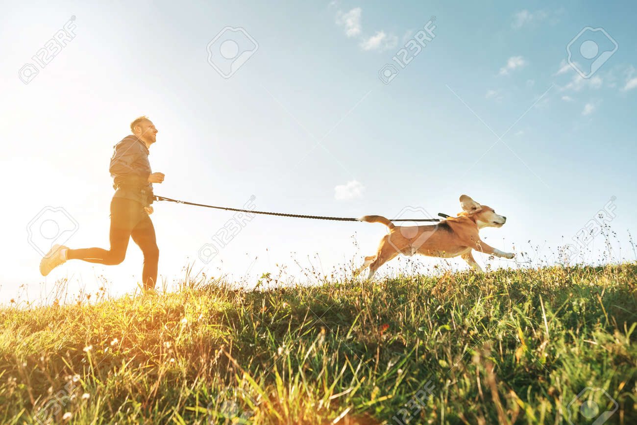 Canicross exercises. Man runs with his beagle dog. Outdoor sport activity with pet - 112309586 Canicross exercises. Man runs with his beagle dog. Outdoor sport activity with pet - 112309586