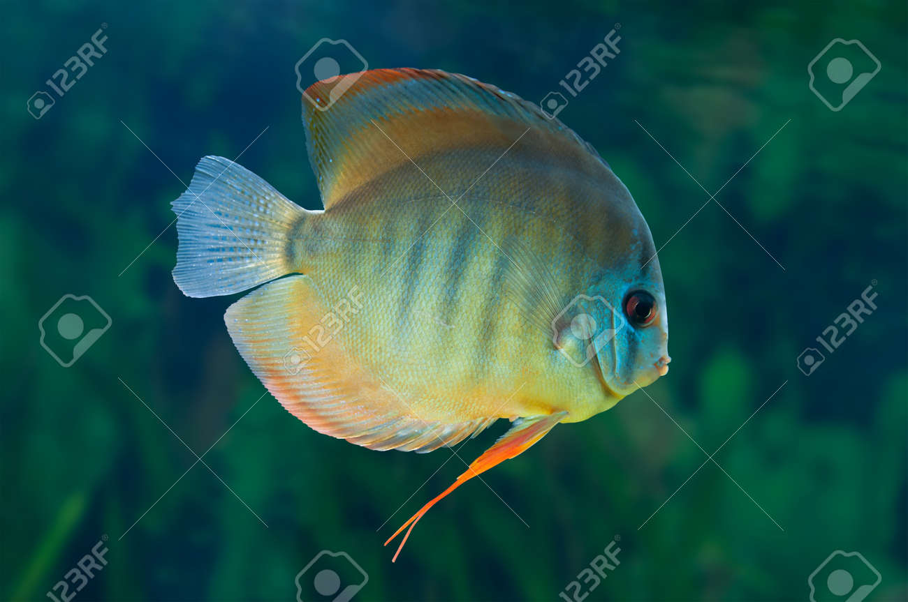 Discus Freshwater Fish Native To The Amazon River In Aquarium Stock Photo Picture And Royalty Free Image Image