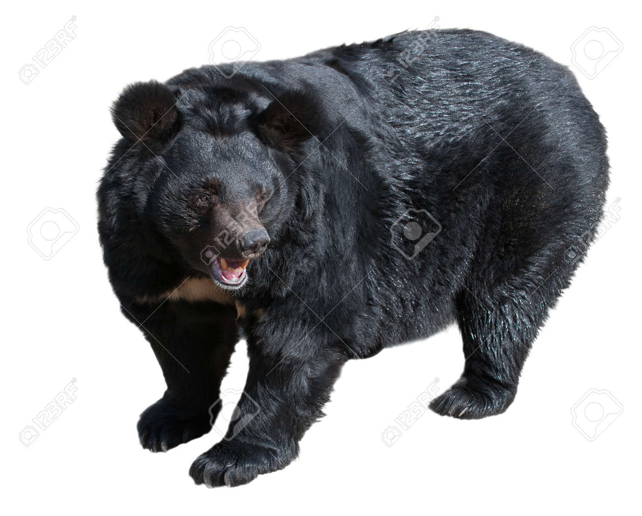 ツキノワグマ 他の名前 チベットの黒いクマ ツキノワグマ 月クマ 白で隔離 の写真素材 画像素材 Image