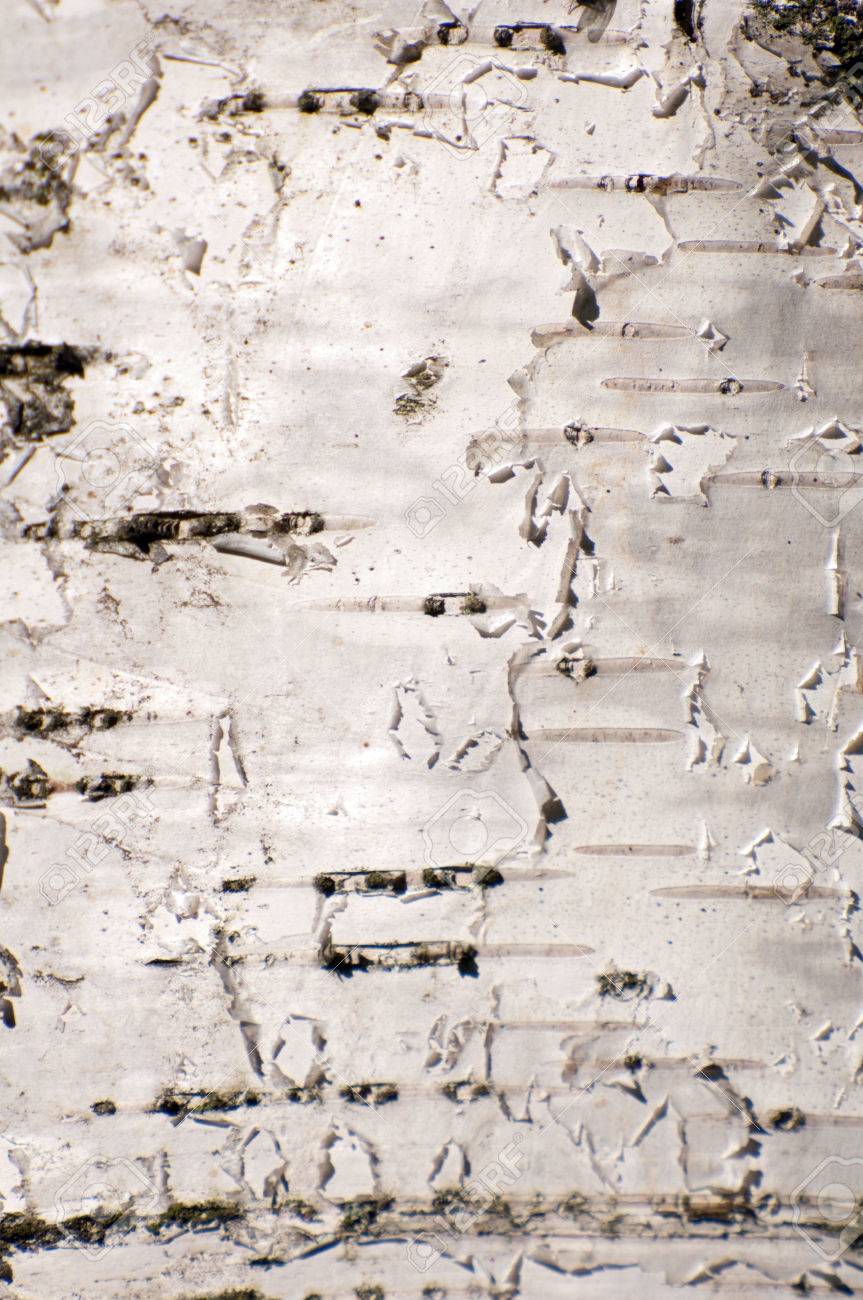 Abstract Background Of White Birch Bark Stock Photo Picture And Royalty Free Image Image