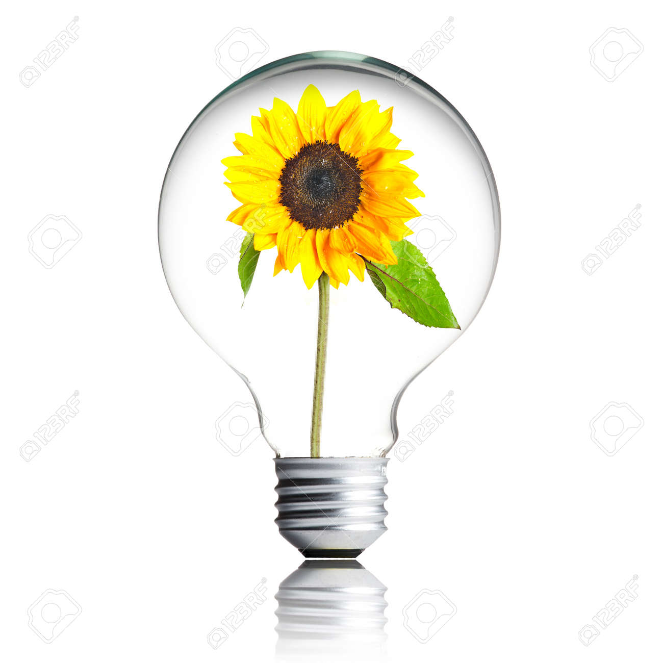 sunflower growing inside the light bulb - 13546237 sunflower growing inside the light bulb - 13546237