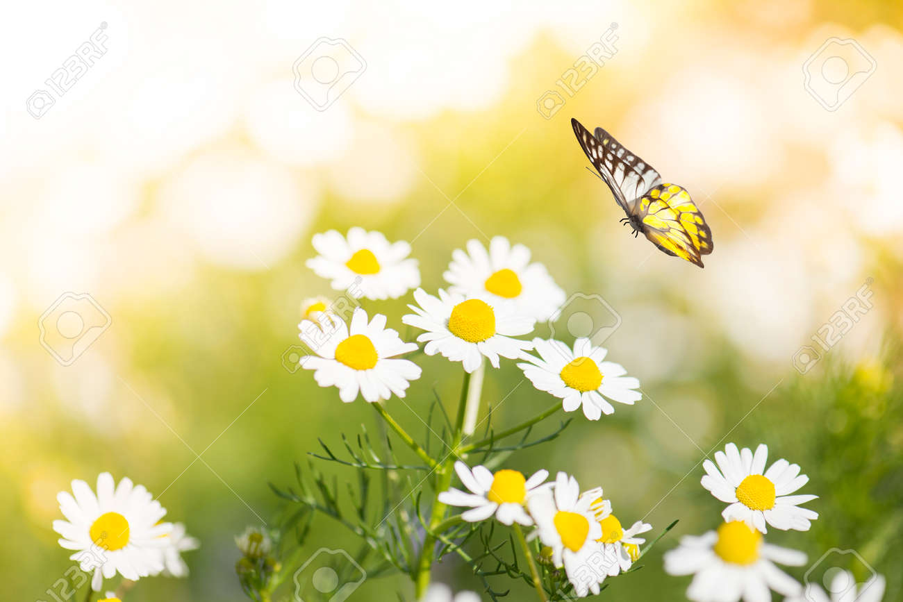 butterfly on white daisy