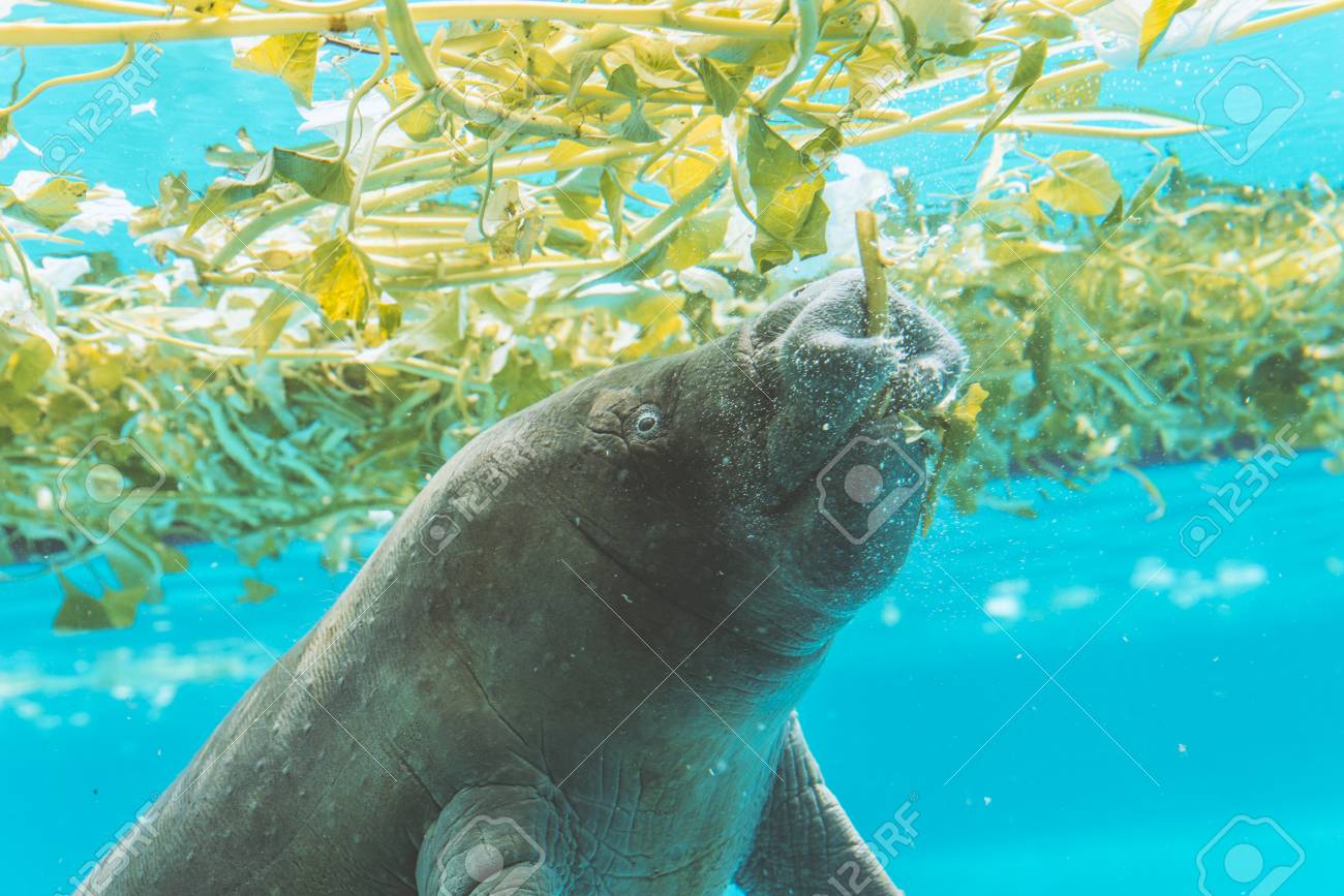 manatee enjoy eating under water stock photo picture and royalty