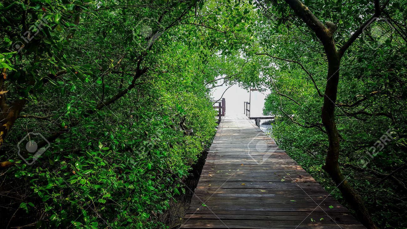 マングローブの森の木の散歩道 の写真素材 画像素材 Image マングローブの森の木の散歩道 の写真素材 画像素材 Image