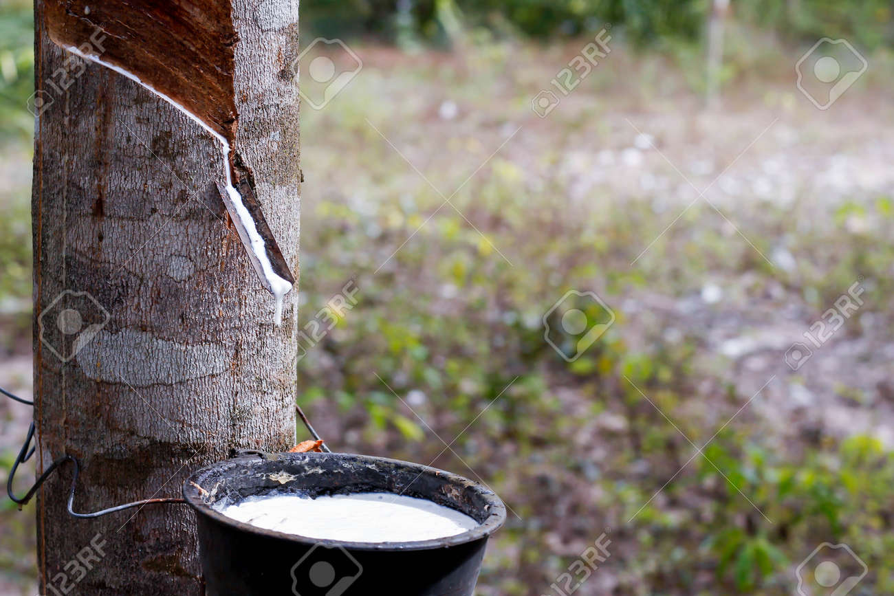 trees in latex Lacating boobs porn hub