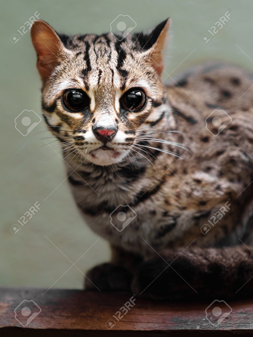 etiam-dictum-ipsum-a-felis